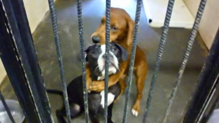 Diese Hunde wurden fast eingeschläfert, bekamen aber eine neue Chance durch ein Umarmungsfoto