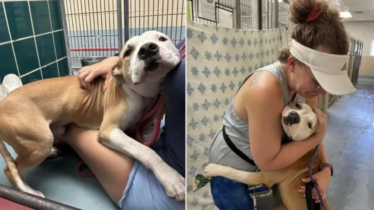 Dieser Hund aus dem Tierheim liebt es, Menschen zu umarmen, in der Hoffnung, dass ihn jemand adoptieren wird