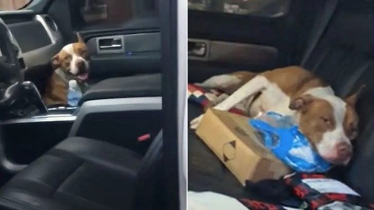 Dieser Hund stieg in den Lkw von jemandem ein und wollte nicht mehr gehen, bis er adoptiert wurde