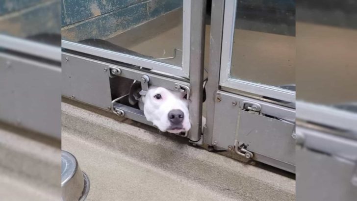 Dieser einsame Hund war traurig, weil er zusehen musste, wie alle seine Freunde adoptiert wurden