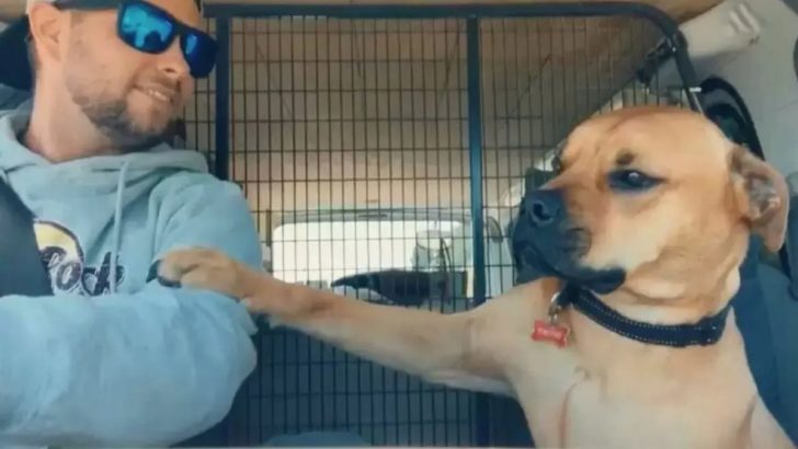 Dieser gerettete Hund, der die Hand seines Besitzers hält, wird deinen Tag verschönern