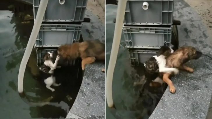 Dieser heldenhafte Hund springt ins Wasser, um eine Katze vor dem Ertrinken zu retten
