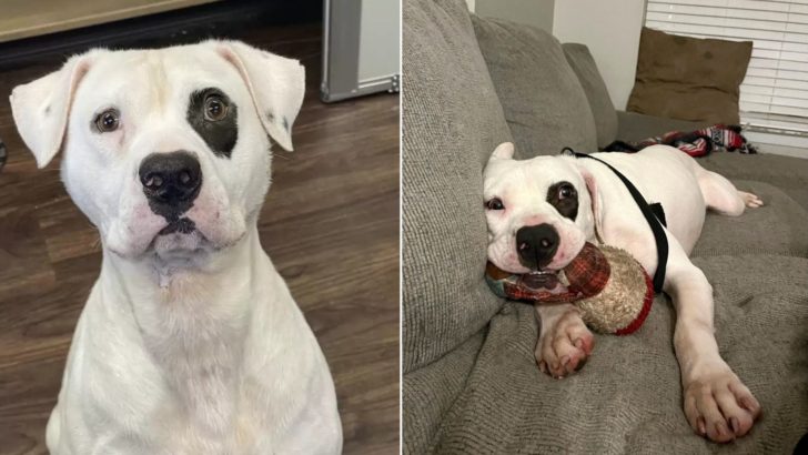 Dieser süße Hund war ein Jahr lang in einem Tierheim und eines Tages änderte sich alles