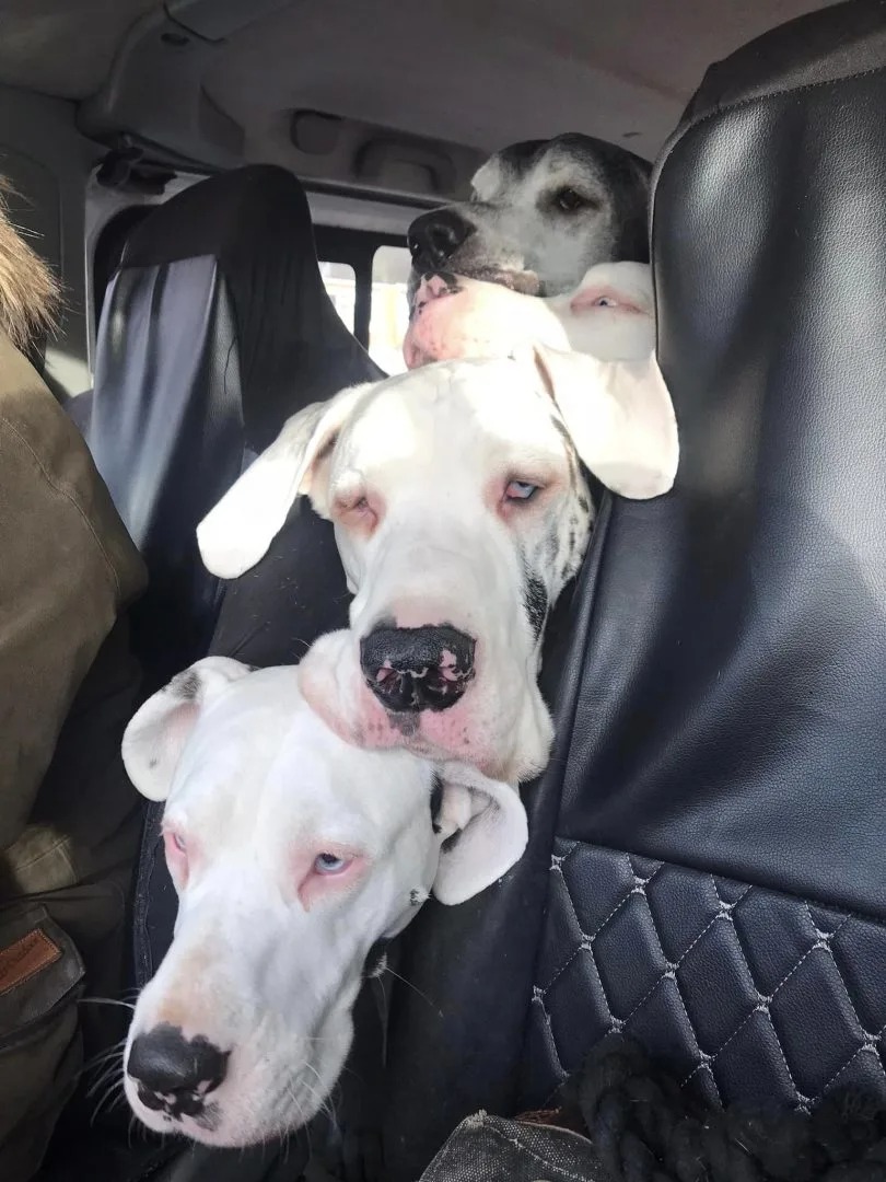 Dogge und sein Hundefreunde im Auto