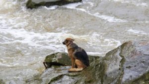 Hund gestrandet auf einem Felsen wartet auf Hilfe
