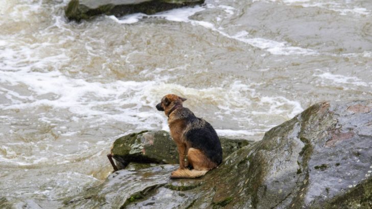 Dramatische Rettung eines Hundes, der mitten im reißenden Fluss auf einem Felsen gestrandet war