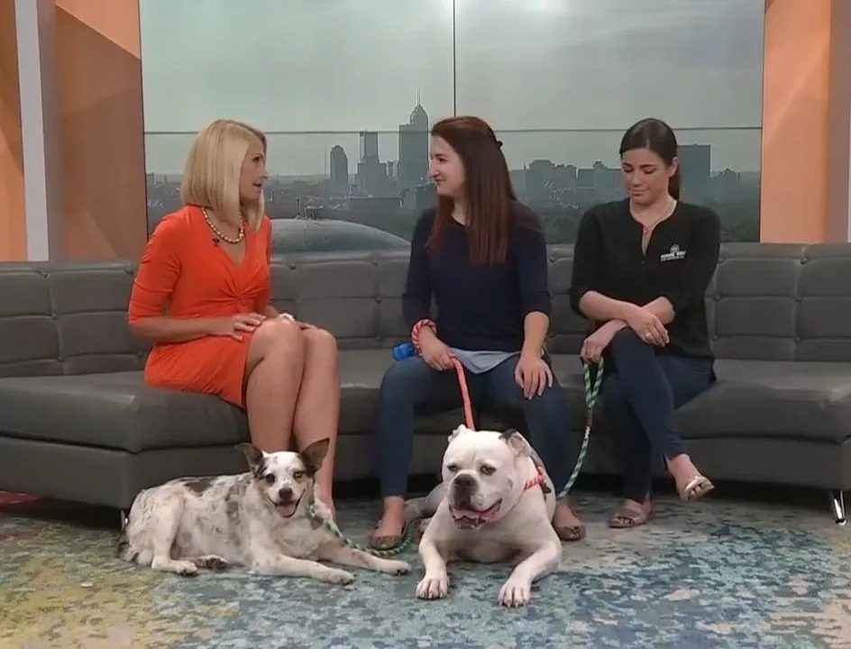 Drei Frauen und zwei Hunde in einer Talkshow