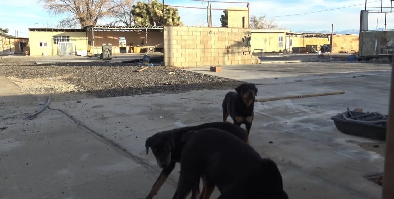 Drei Hunde ausgesetzt auf einem verlassenen Grundstueck