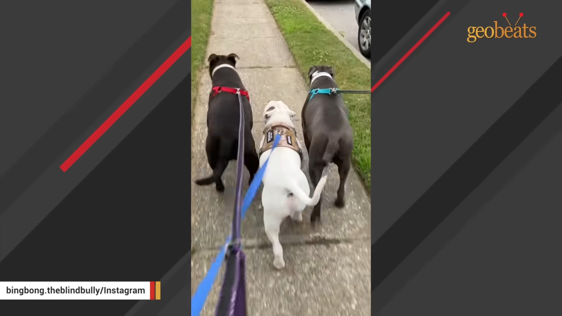 Drei Hunde beim Spaziergang