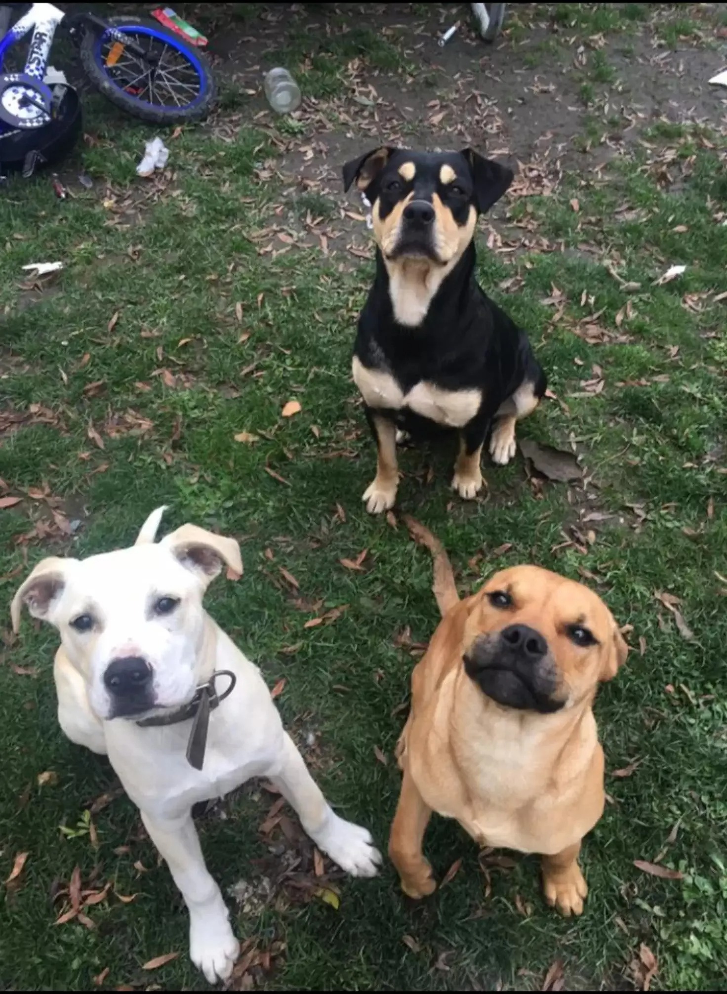 Drei Hunde sitzen auf Gras