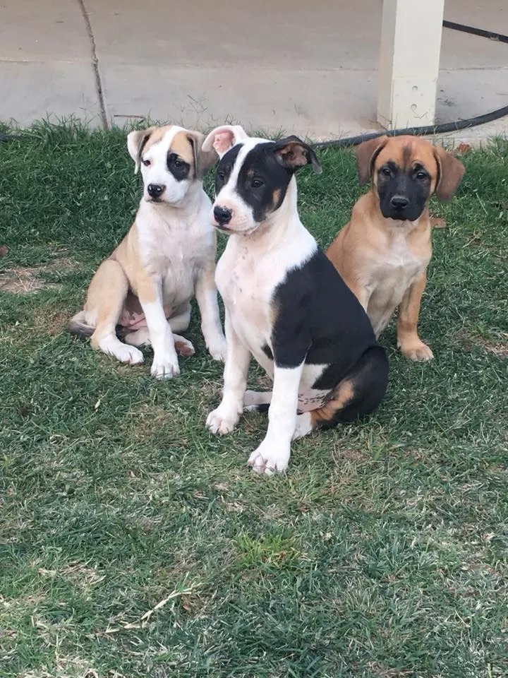 Drei junge Hunde