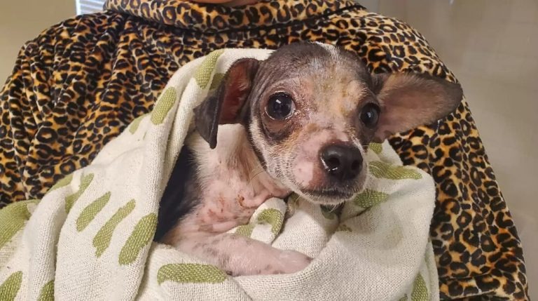 Ein Chihuahua eingewickelt in einer Decke
