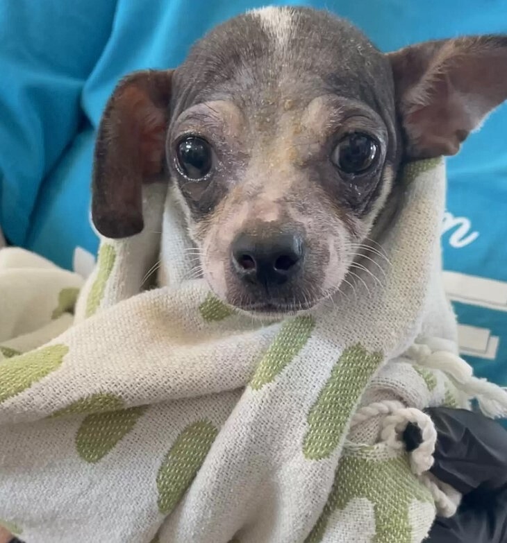 Ein Chihuahua in einer Decke