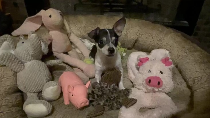 Ein Chihuahua mit seinem Spielzeug