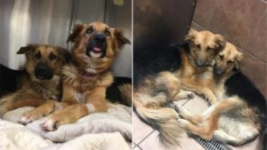 Deutsche Schaeferhundbrueder die sich aneinander kuscheln