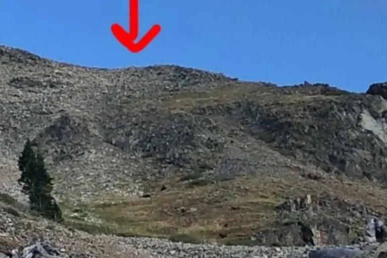 Ein Hund auf einem Berg
