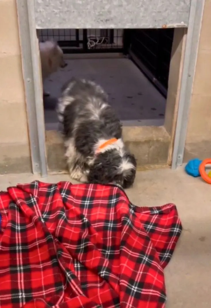 Ein Hund beschnueffelt eine Decke