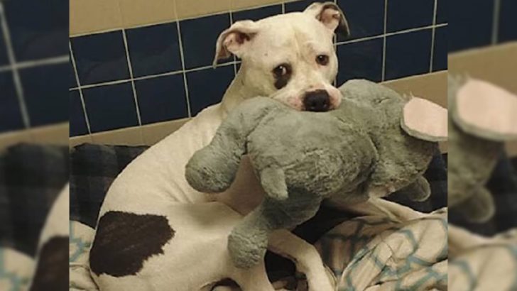 Ein Hund, der fast eingeschläfert wurde, konnte nicht aufhören, sein Stofftier zu umarmen