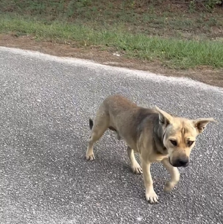 Ein Hund laeuft auf der Straße