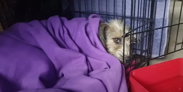 Ein Hund liegt eingewickelt in einer lila Decke.