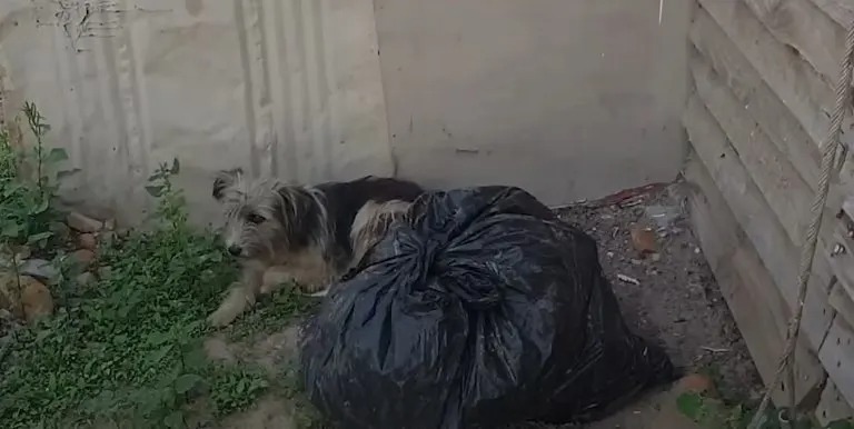 Ein Hund liegt hinter einem Müllsack