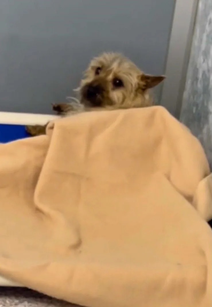 Ein Hund liegt zugedeckt mit einer Decke