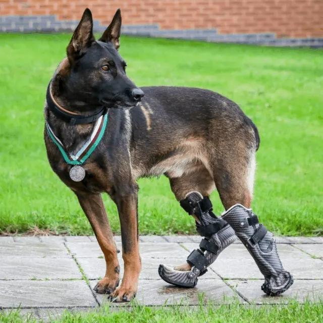 Ein Hund mit Beinprothesen