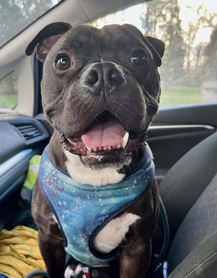 Ein Hund mit blauem Hundegeschirr auf dem Beifahrersitz