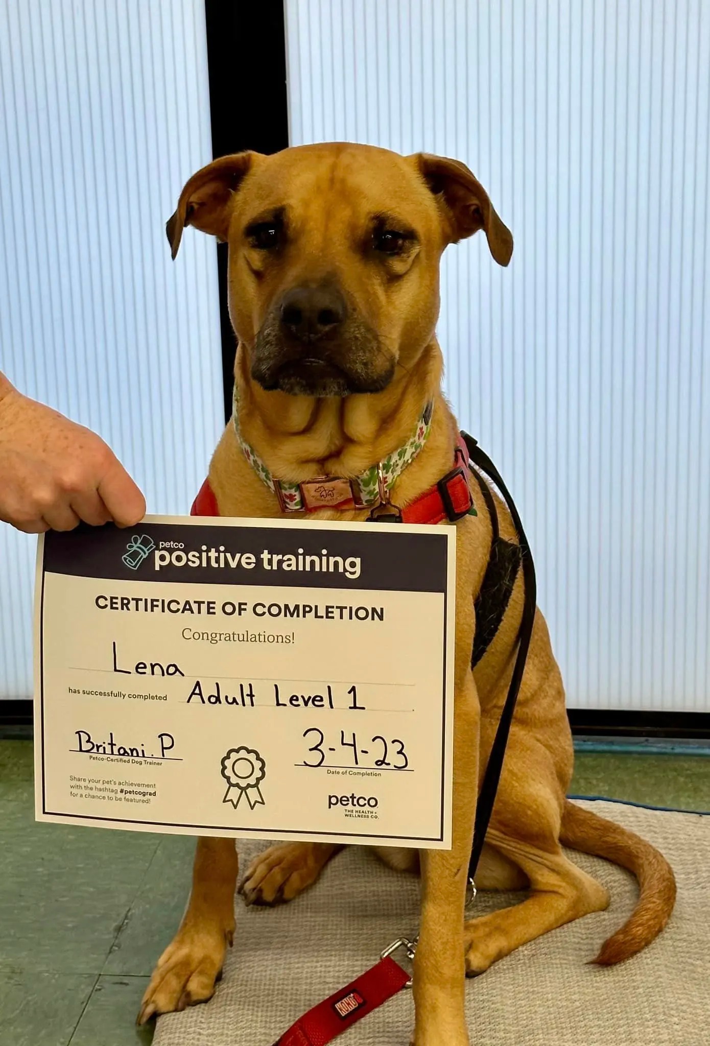 Ein Hund mit einem Zertifikat