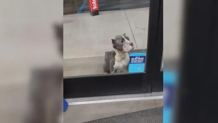 Ein Hund mit gebrochenem Herzen sitzt vor dem Laden und bittet die Menschen um Hilfe