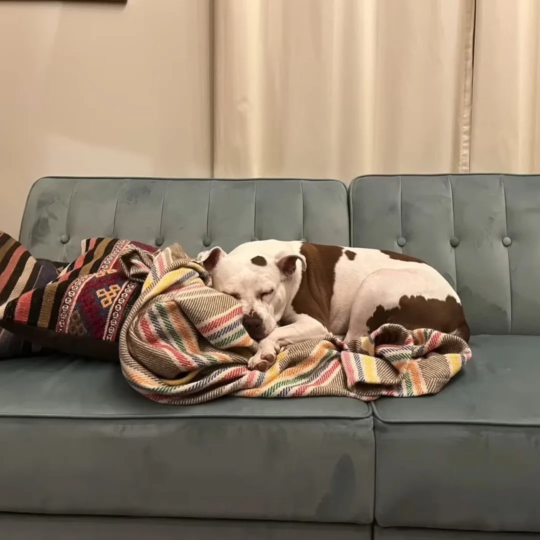 Ein Hund schlaeft auf einer grauen Couch