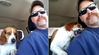 Hund und Kerl im Auto