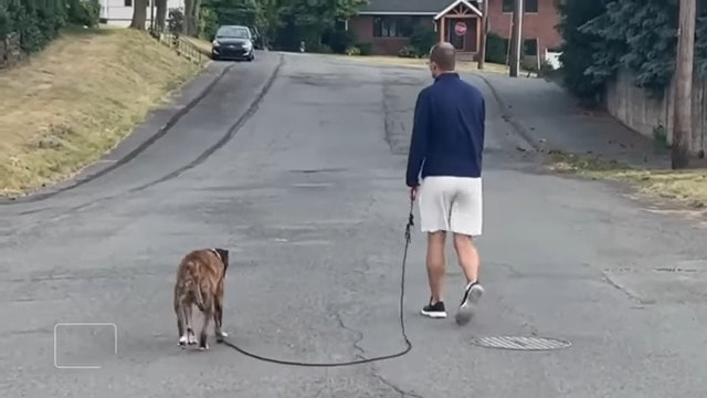 Ein Mann und sein Hund gehen Gassi