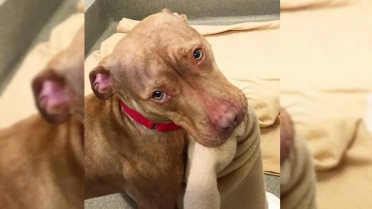Ein Pitbull aus dem Tierheim macht immer wieder sein Bett, um zu zeigen, dass er es verdient, adoptiert zu werden