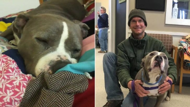 Ein Pitbull, der von seinem Lieblingsfreiwilligen adoptiert wurde, ist jetzt der glücklichste Hund überhaupt