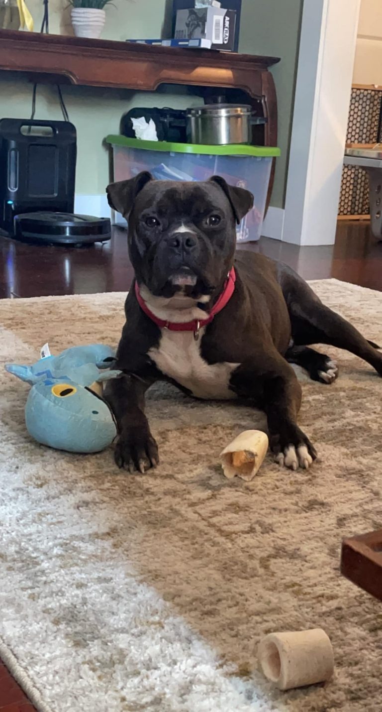 Ein Pitbull liegt mit seinen Spielzeugen auf dem Teppich