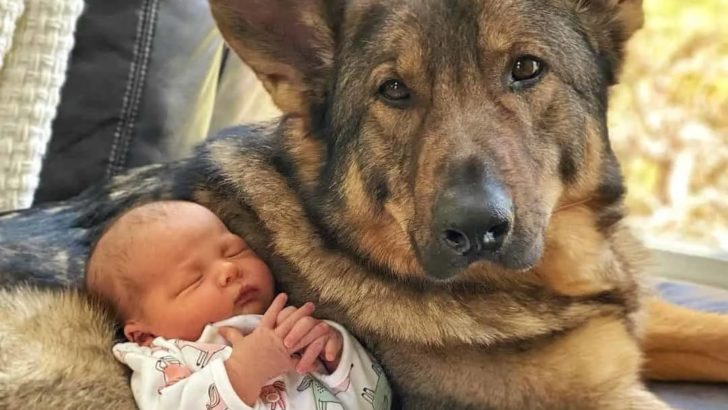 Ein Polizeihund wird zum liebevollen Kindermädchen für ein Baby