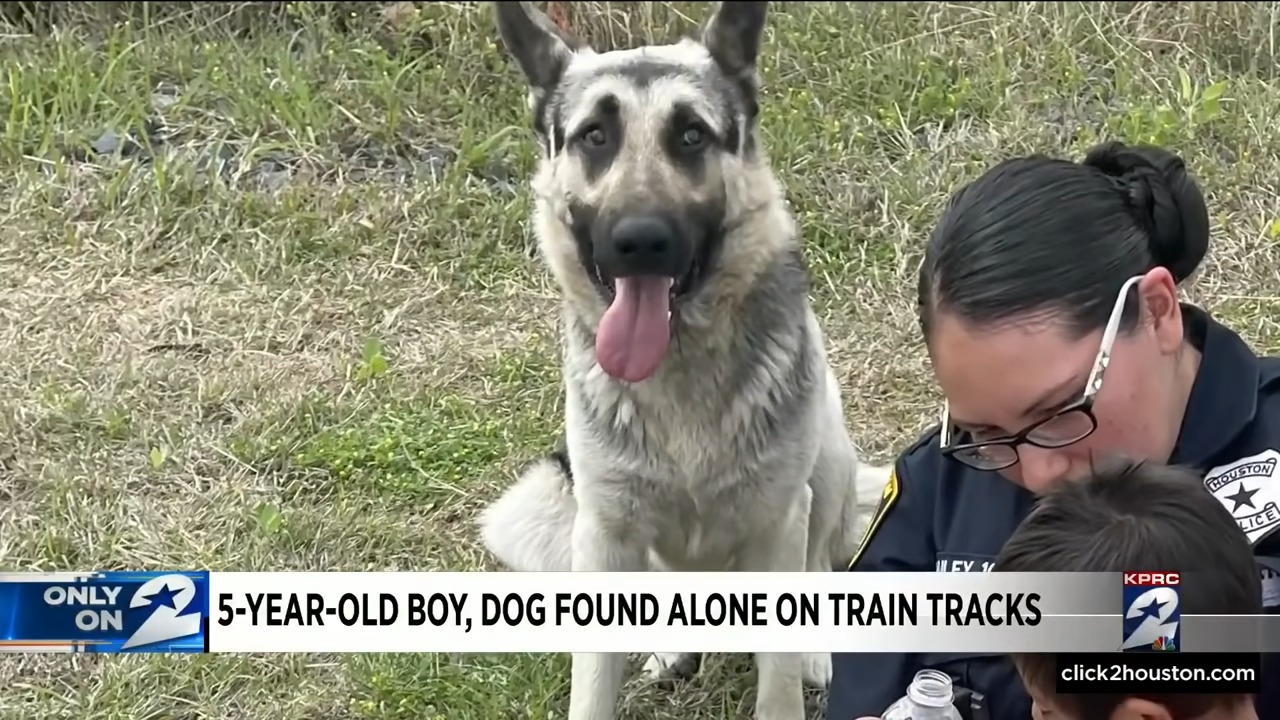 Ein Schaeferhund in den Nachrichten