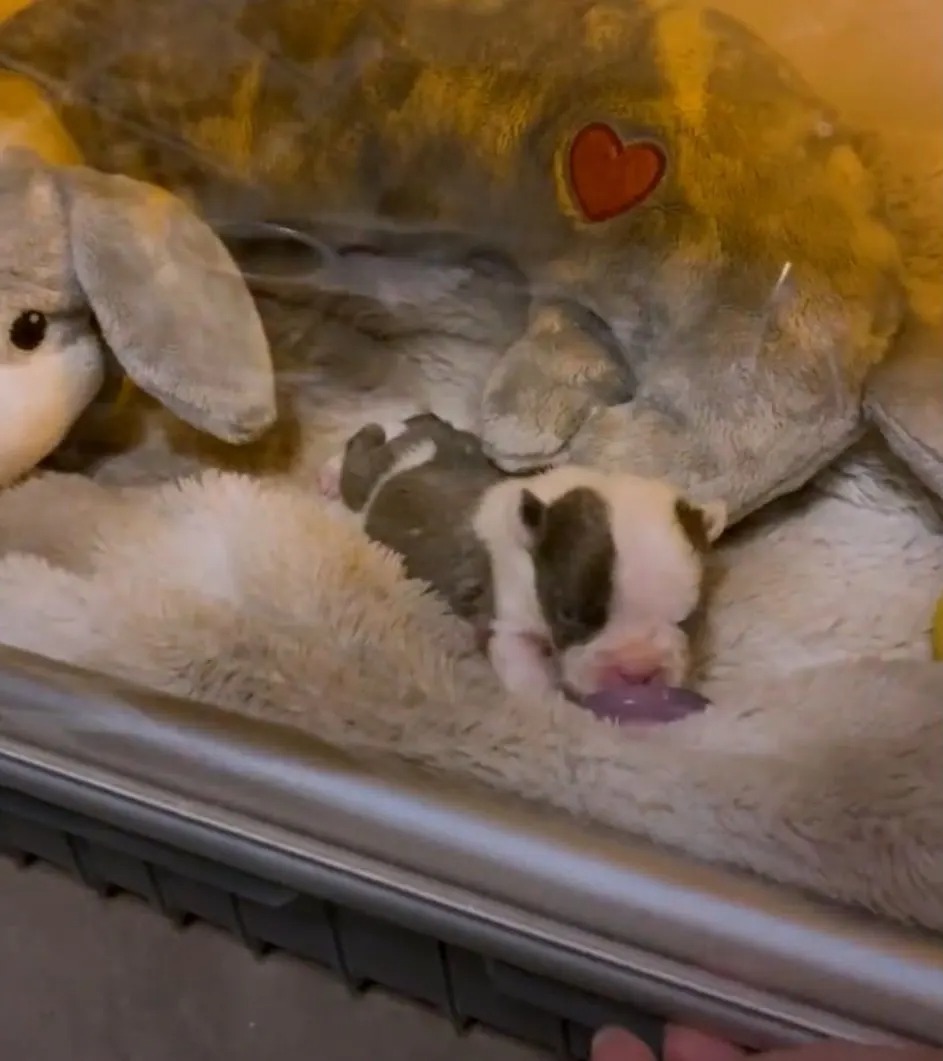 Ein Welpe im Inkubator