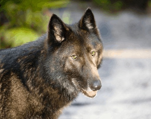 Ein Wolfshund
