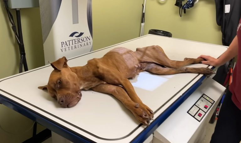 Ein ausgehungerter Hund beim Tierarzt