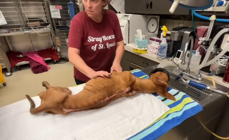 Ein ausgehungerter Hund wird vom Tierarzt behandelt