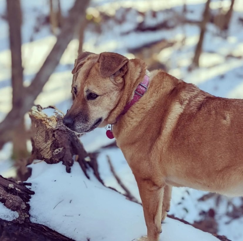 Ein brauner Hund im Schnee