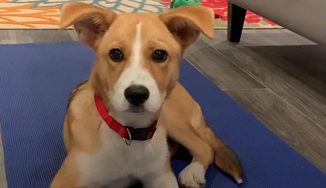 Ein brauner Hund mit einem roten Halsband
