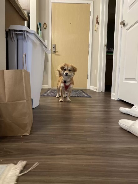Ein brauner Hund steht im Haus