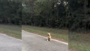 Ein einsamer Hund sitzt am Straßenrand