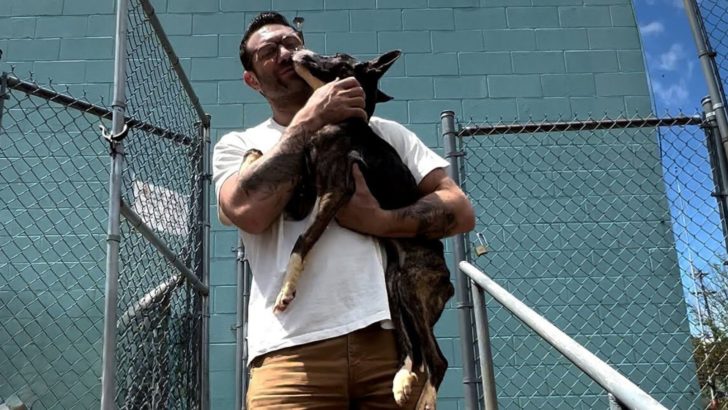 Ein freundlicher Mann adoptiert einen unterernährten Hund und gibt ihm eine neue Chance