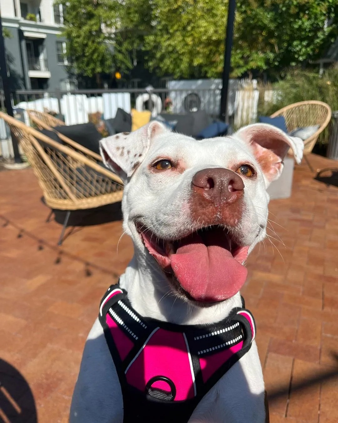 Ein gluecklicher Hund mit rosa Halsband