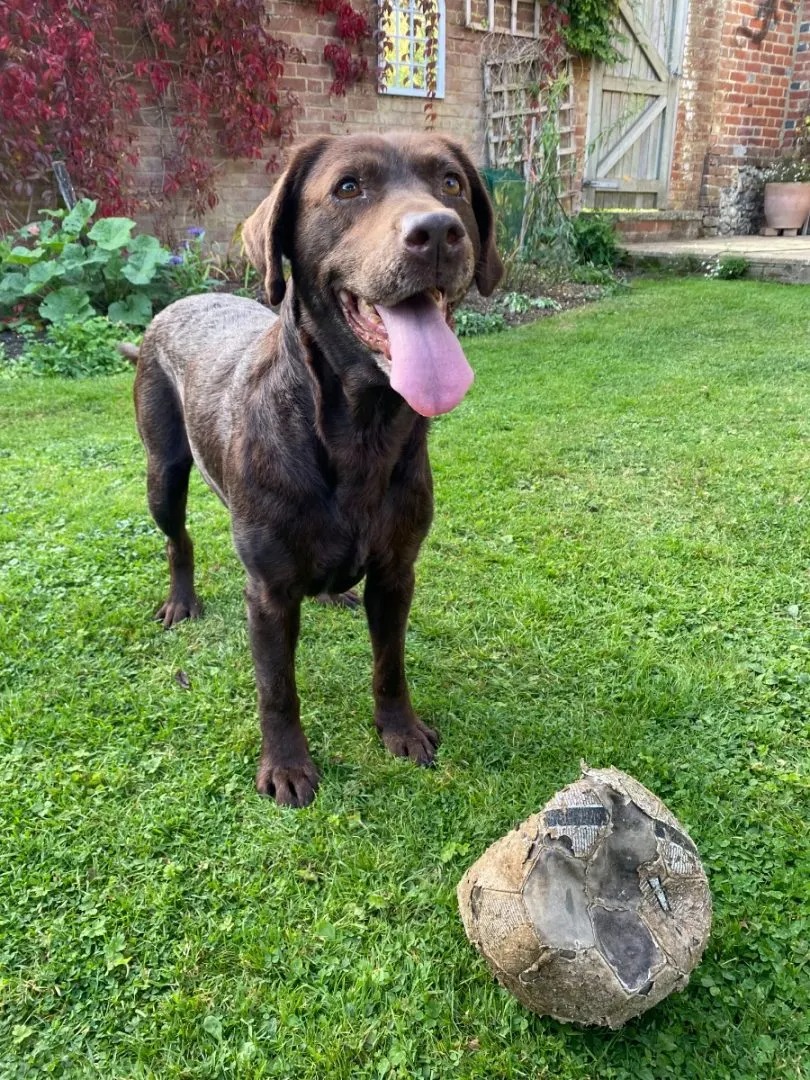 Ein großer brauner Hund im Garten