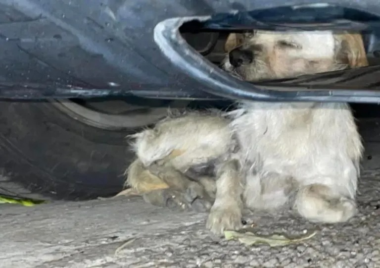 Ein kleiner weißer Hund unter einem Auto